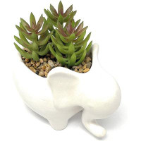 Primrue Primrue 4.7" H Faux Succulent in White Ceramic Elephant Planter