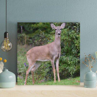 Loon Peak Grey Deer Near Plant - 1 Piece Square Graphic Art Print On Wrapped Canvas