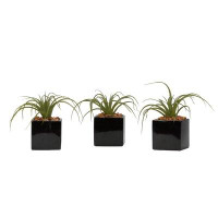 Wrought Studio Curly Tillandsia Succulent Desktop Plant in Pot