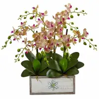 Rosdorf Park Phalaenopsis Orchid Floral Arrangement in Planter