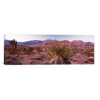 Ebern Designs Panoramic 'Yucca Plant' Photographic Print on Canvas