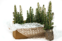 Hedge &amp; Privacy Screen Seedlings Starting at $1.29. Free Shipping to ON*