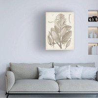Gracie Oaks Vision Studio 'Sepia Exotic Plants I' Canvas Art