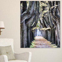 Design Art 'Tree Outside Lucca Italy' Photographic Print on Wrapped Canvas