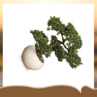 Primrue Realistic Faux Harland Boxwood Bonsai Tree, Plant, White Round Pot