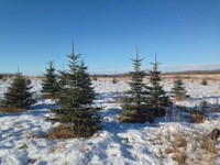 U-Cut Christmas Trees. $15/foot Scots Pine and Colorado Spruce.  Have an adventure in a Winter Wonderland. Make a Memory