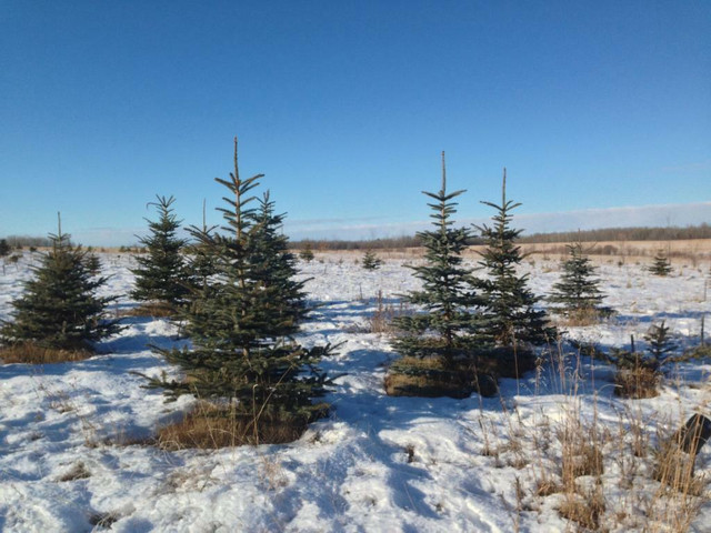 U-Cut Christmas Trees. $15/foot Scots Pine and Colorado Spruce.  Have an adventure in a Winter Wonderland. Make a Memory in Holiday, Event & Seasonal in Edmonton
