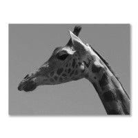 DecorumBY Animal Art - "Giraffe Profile Black & White" Animal Photography On Acrylic