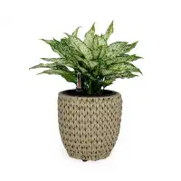 Bay Isle Home™ Afsha Pot Planter