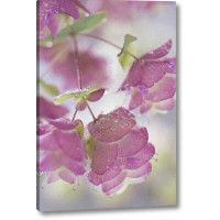 Winston Porter 'Ornamental Oregano Plant with Dewdrops' Photographic Print on Wrapped Canvas